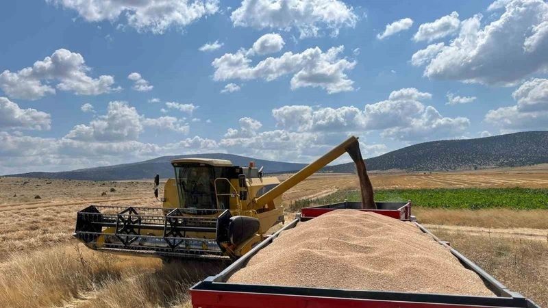 Çiftçilerin emekleri boşa gitti: 13 TL birden düştü! Toplamayı bıraktı, çürümelerini izliyorlar.. 1